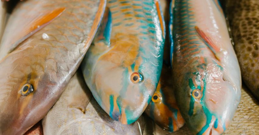 Offers - Assorted fish in market of seafood