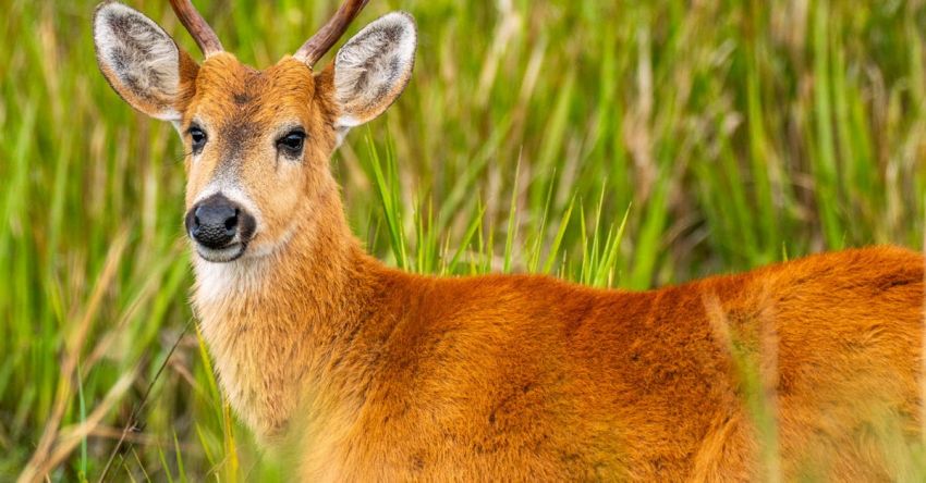 Alerts - Ciervo de los Pantanos